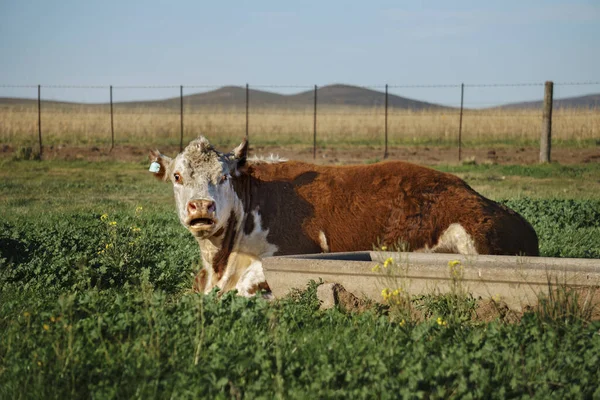 Опрошенные Херефорд Порождают Корову Изумленным Лицом Лежащей Травяном Поле — стоковое фото