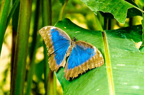 Makroaufnahme Eines Schönen Blauen Morphos Morpho Peleides Schmetterlings Auf Einem — Stockfoto