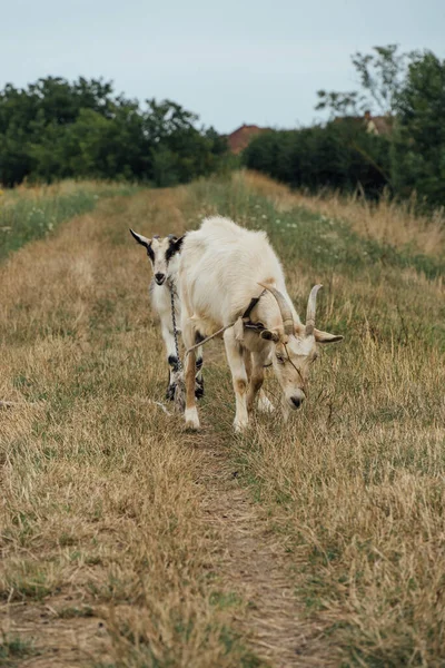Una Hermosa Cabra Madre Blanca Con Hijo Atado Cuerda Estepa —  Fotos de Stock