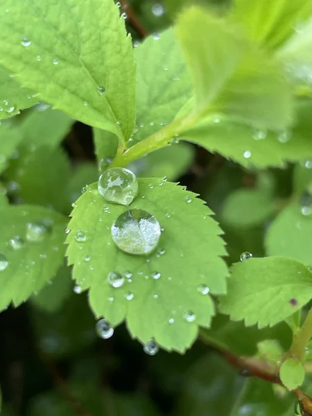 Ein Selektiver Fokusschuss Von Wassertropfen Auf Grünen Blättern — Stockfoto