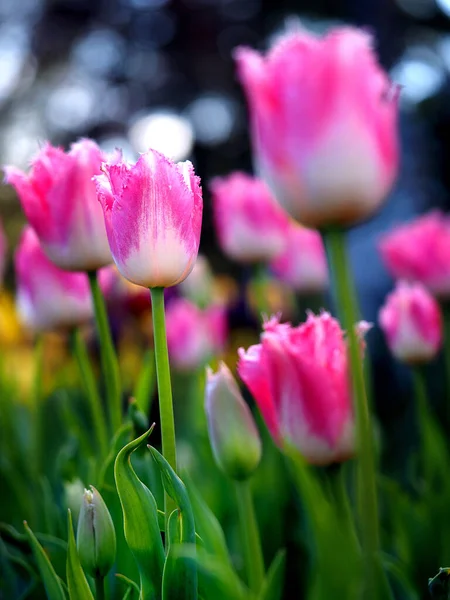 Gros Plan Vertical Tulipes Colorées Objet Sélectionné — Photo