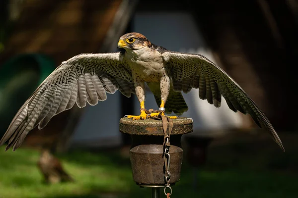 Een Close Shot Van Een Mooie Witte Hawk Staande Houten — Stockfoto