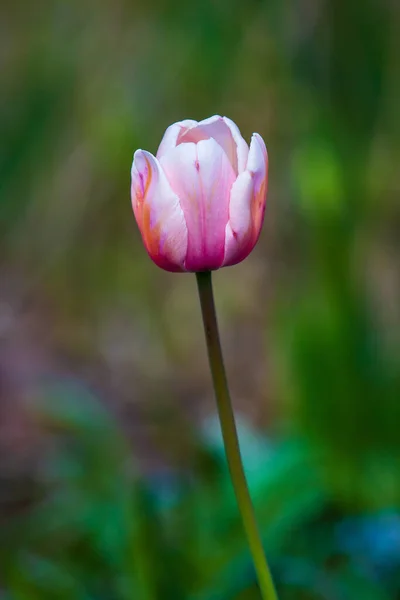 Primer Plano Vertical Hermoso Tulipán Rosa — Foto de Stock