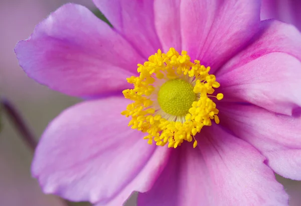 Крупный План Красивых Розовых Ветряных Цветов Саду — стоковое фото
