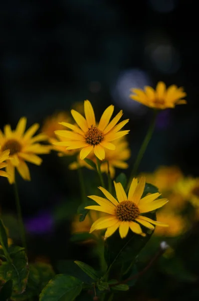 Primer Plano Selectivo Las Flores Ojo Buey Heliopsis Scabra Jardín —  Fotos de Stock