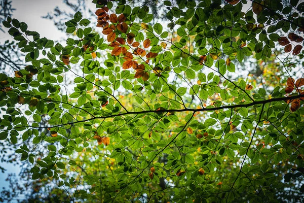 Μια Όμορφη Θέα Των Κλαδιών Των Δέντρων Πολύχρωμα Φθινοπωρινά Φύλλα — Φωτογραφία Αρχείου
