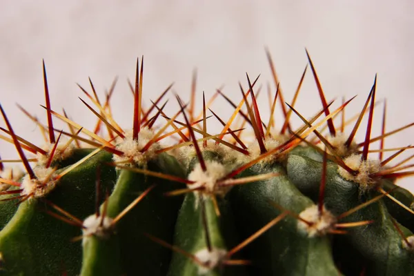 Närbild Kaktusspets Och Nålar — Stockfoto