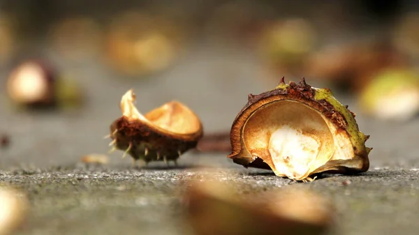 Casca Espessa Castanha Chão — Fotografia de Stock