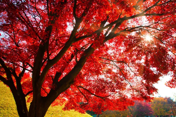 Захватывающий Дух Снимок Леса Полного Цветных Листьев Осенью Корее — стоковое фото