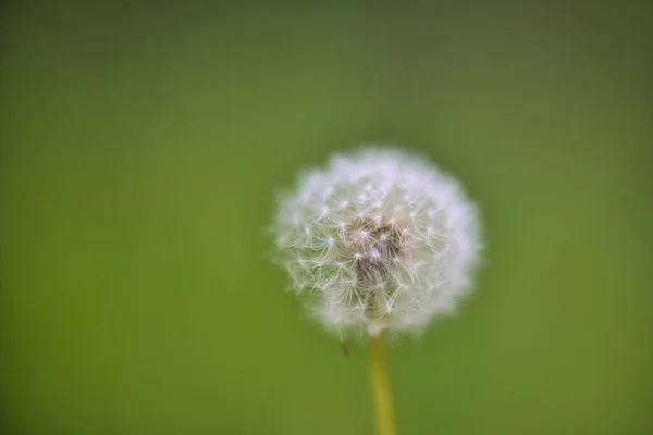 Gros Plan Pissenlit Pelucheux Sur Fond Vert — Photo