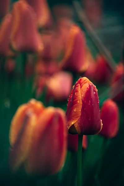 Вертикальный Снимок Красивых Тюльпанов Покрытых Капли Росы — стоковое фото