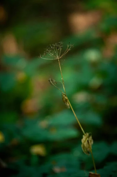 Selective Dandelion Seed Greenery — Stock Photo, Image