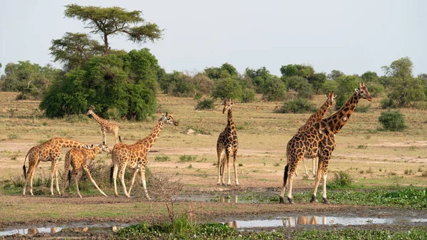 Плямисті Жирафи Трав Яному Полі Національного Парку Водоспаду Мерчісон Уганді — стокове фото