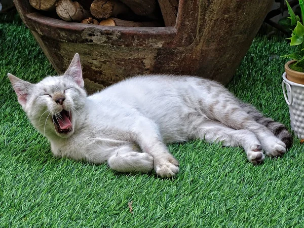 Eine Nahaufnahme Einer Süßen Gähnenden Katze — Stockfoto