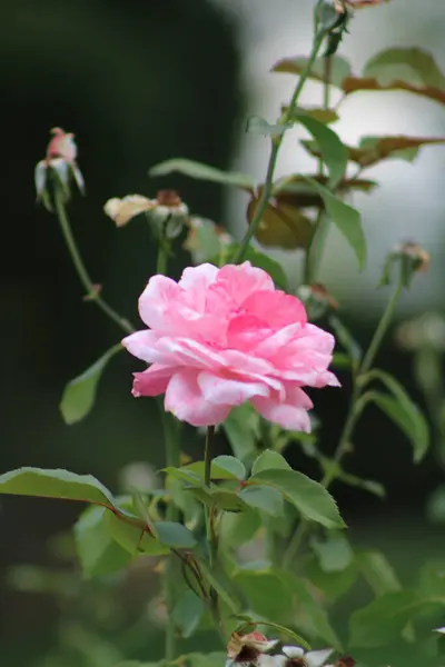 Вертикальный Снимок Красивой Розовой Розы Растущей Саду Размытом Фоне — стоковое фото