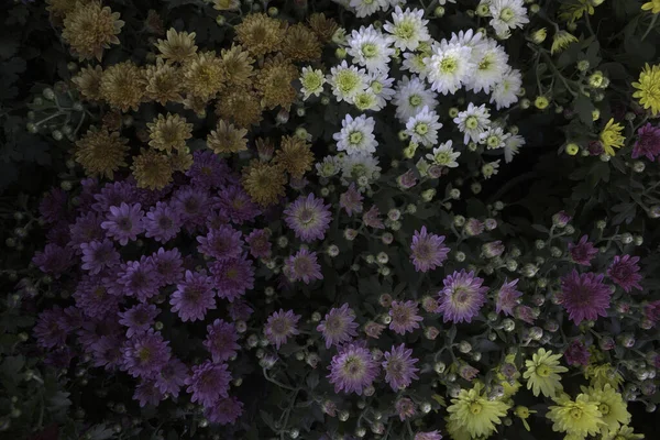 Ein Schöner Blick Auf Chrysanthemenblüten Einem Garten — Stockfoto