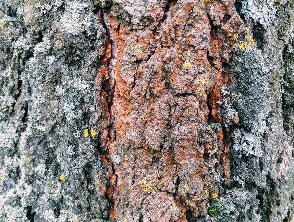 Eine Nahaufnahme Eines Orangefarbenen Baumstammes — Stockfoto
