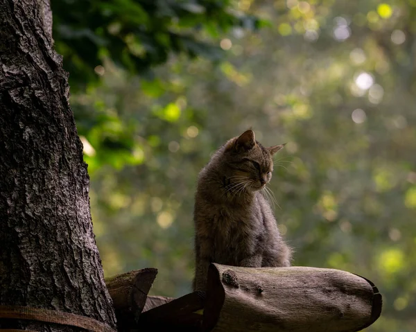 Primo Piano Gatto Carino Seduto Sul Ramo Albero Guardare Qualcosa — Foto Stock