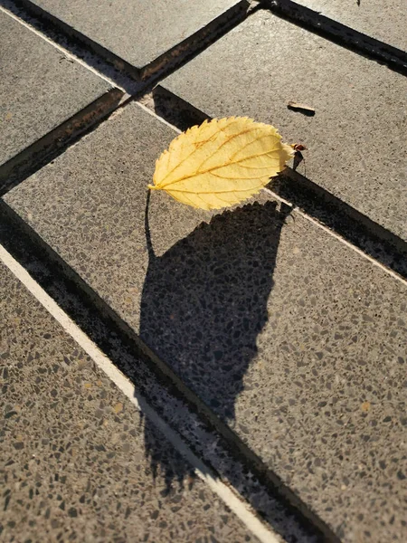 Een Verticaal Shot Van Een Herfstblad Het Trottoir Onder Zonlicht — Stockfoto