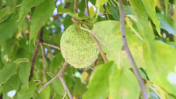 Grüne Reife Früchte Auf Dem Baum — Stockvideo