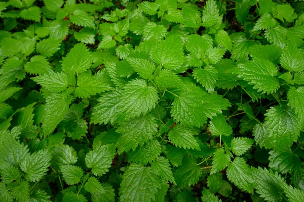 Primer Plano Las Hojas Planta Ortiga Común Verde Crecimiento Naturaleza —  Fotos de Stock