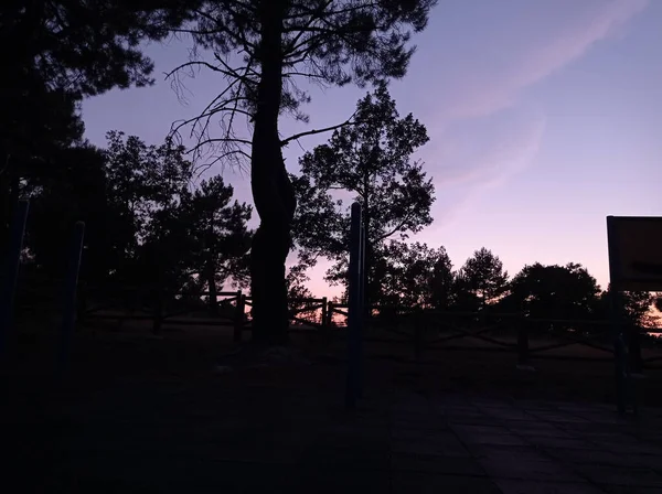 Σιλουέτα Των Δέντρων Στο Πάρκο Ηλιοβασίλεμα — Φωτογραφία Αρχείου