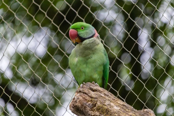 Close Shot Green Parrot — Stock Photo, Image