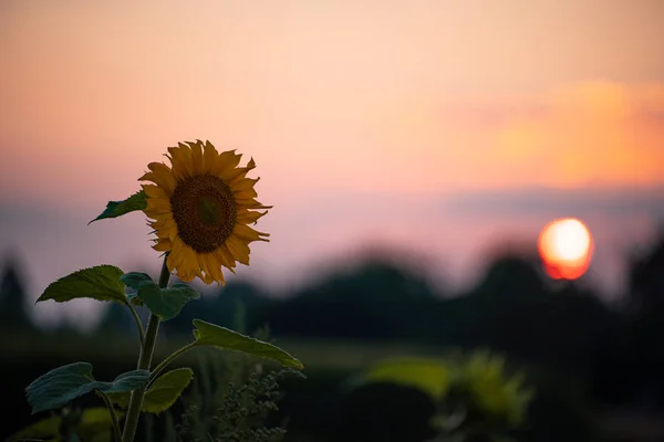 Piękny Kwitnący Słonecznik Polu Zachodzie Słońca — Zdjęcie stockowe