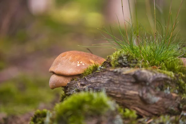 Tiro Seletivo Foco Dos Cogumelos Que Crescem Tronco Musgoso Floresta — Fotografia de Stock