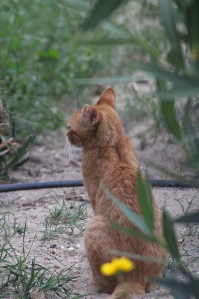緑の植物の間に地面に座っている生姜猫の後ろから垂直ショット — ストック写真