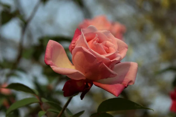 背景がぼやけている太陽の下で庭で成長しているピンクのバラのクローズアップ — ストック写真