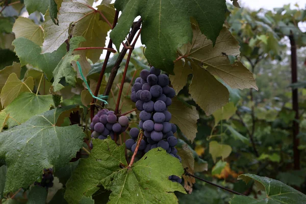 Closeup Shot Ripe Wine Grapes Growing Vines — Stock Photo, Image