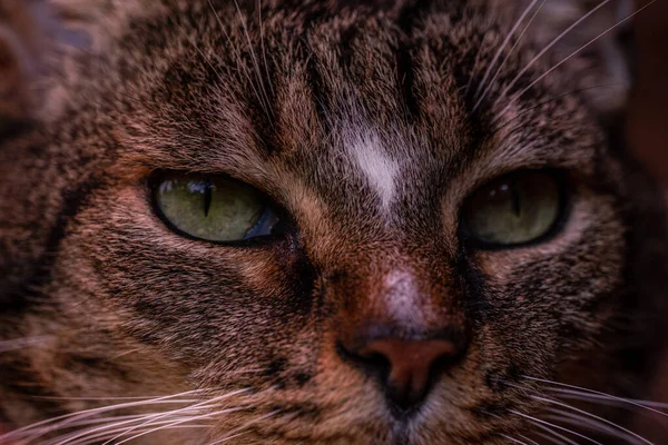 Eine Nahaufnahme Von Einem Entzückenden Gestreiften Katzengesicht Mit Grünen Augen — Stockfoto