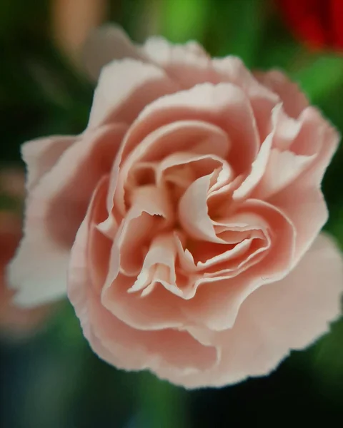 Egy Rózsaszín Szegfűvirág Makró Darabja Kertben — Stock Fotó