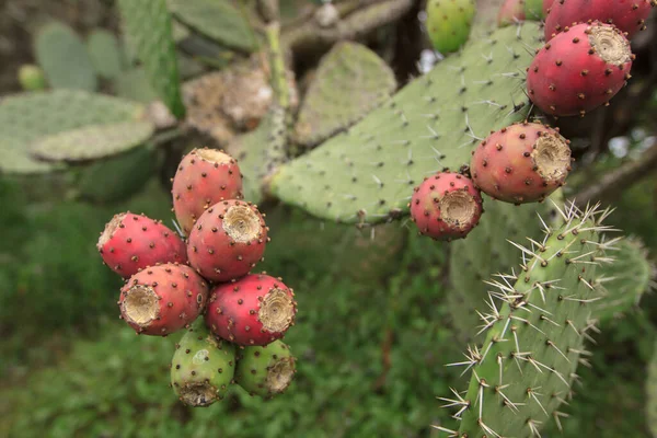 A closeup shot of prickly pear cactus with red color fruit