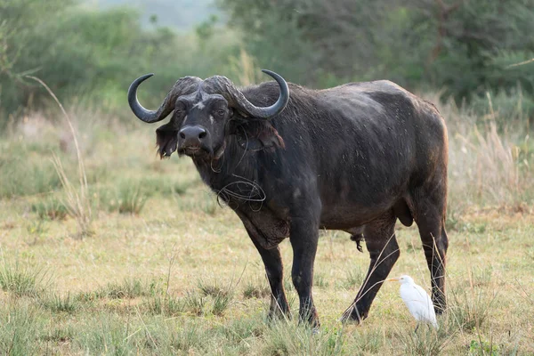 Zwarte Afrikaanse Buffel Met Scherpe Hoorns Het Grasveld Het Murchison — Stockfoto