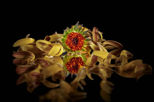 Solmuş Ayçiçeği Yaprakları Arasında Siyah Arka Plana Karşı Duran Bir — Stok fotoğraf