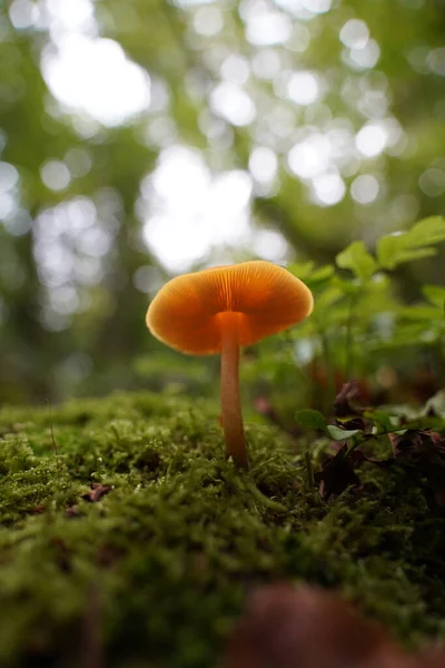 Champignon Casquette Orange Poussant Dans Une Forêt — Photo