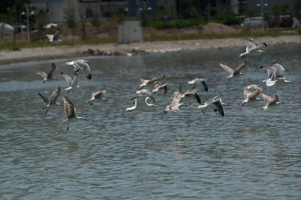 Grupp Måsar Som Flyger Över Havet Split Kroatien — Stockfoto