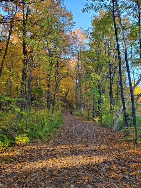 Caminho Leva Floresta Outono — Fotografia de Stock