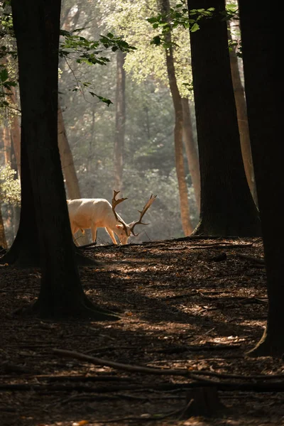 Een Prachtig Wit Hert Met Horens Een Zonnig Bos — Stockfoto
