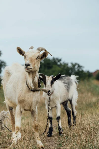 Una Hermosa Cabra Madre Blanca Con Hijo Atado Cuerda Estepa — Foto de Stock