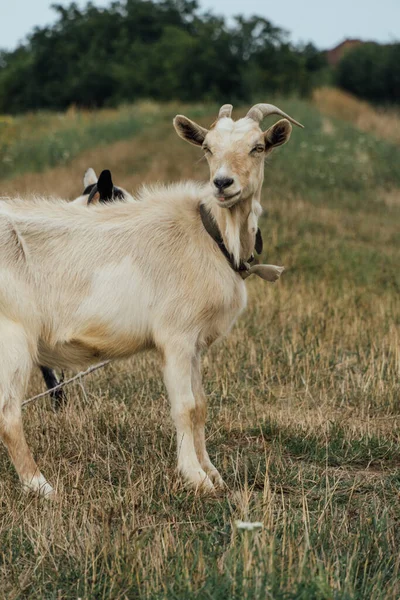 Una Hermosa Cabra Blanca Atada Cuerda Estepa Día Sombrío — Foto de Stock