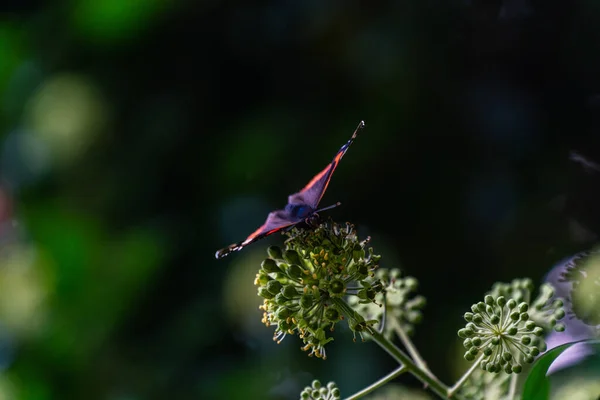 植物の上に赤い蝶の美しい提督 — ストック写真