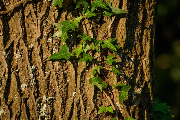 Closeup Das Folhas Crescentes Hera Que Cobrem Casca Árvore — Fotografia de Stock