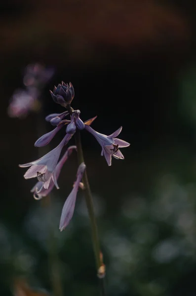 Цветущий Цветок Хоста Саду — стоковое фото