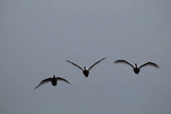 Closeup Three Seagulls Flying Gloomy Sky — Stock Photo, Image