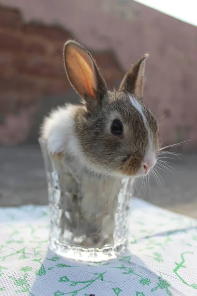 Eine Nahaufnahme Von Kleinen Kaninchen — Stockfoto
