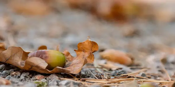 Primer Plano Bellotas Hojas Roble Suelo Del Bosque — Foto de Stock