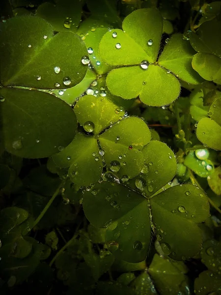 잎으로 이루어진 클로버와 물방울로 이루어진 클로즈업 — 스톡 사진
